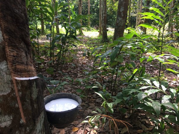 Les diverses variétés de caoutchouc : une palette d'usages et d'applications